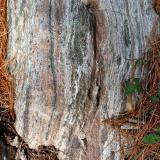 Bloque de granulita en los alrededores del mirador que presenta un bandeado composicional paralelo a la esquistosidad muy marcado y donde pueden observarse bien los granates típicos de estas rocas. (Autor: supertxango)