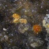 Karibibita<br />Mina Alcantarilla, Encinilla Baja-Ventosilla, Belalcázar, Comarca Los Pedroches, Córdoba, Andalucía, España<br />Campo de visión de  1 mm.<br /> (Autor: Antonio Carmona)