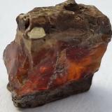 AmberCuchia, Miengo, Cantabria, Spain1 x 1 cm (Author: Volkmar Stingl)