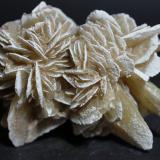 YesoDesierto Chihuahuense, Samalayuca, Municipio Juárez, Chihuahua, México80 x 60 mm (Autor: Joaquin Blanco Cortina)