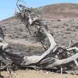 Sabina de El Hierro.
La sabina es un enebro (Juniperus phoenicea) típico de la isla de El Hierro. La forma retorcida de este árbol es el resultado de la acción constante de los fuertes vientos alisios que azotan la zona. (Autor: Foro FMF)