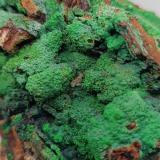 Conicalcita.<br />Calicata Dolores, Pastrana, Mazarrón / Águilas, Comarca Alto Guadalentín, Región de Murcia (Murcia), España<br />12x9 cm<br /> (Autor: AntonioJesus)