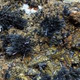 Estibina<br />Mina Sabinas, San Martín, Distrito San Martín-Sabinas, Municipio Sombrerete, Zacatecas, México<br />90x40x50 mm.<br /> (Autor: Luis Edmundo Sánchez Roja)