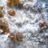 CalderonitaMina San Francisco (antigua mina Pura), Higuera de Llerena, Comarca Campiña Sur, Badajoz, Extremadura, EspañaCampo de visión de  2 mm. (Autor: Antonio Carmona)