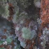 OlivenitaTrípoli Mine, Barranco del Cura, Huércal de Almería, Comarca Metropolitana de Almería, Almería, Andalusia, SpainCampo de visión de  6 mm. (Autor: Antonio Carmona)