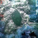 Goldhillita, crisocola y olivenitaMina Trípoli, Barranco del Cura, Huércal de Almería, Comarca Metropolitana de Almería, Almería, Andalucía, EspañaCampo de visión de  3 mm. (Autor: Antonio Carmona)