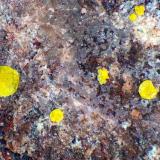 CalcurmolitaRabejac, Le Puech, Lodève, Distrito Lodève, Departamento Hérault, Occitanie, FranciaGlóbulo mayor 1 mm. (Autor: Antonio P. López)