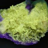 Ejemplar bajo luz UV (392 nm) (Autor: Cesar M. Salvan)