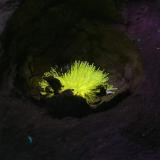 AragonitoLa Serna Quarry (La Tinaja Quarry), La Serna, Pantoja, Comarca La Sagra, Toledo, Castilla-La Mancha, Spaingrupo  1.8 cm (Autor: Cesar M. Salvan)