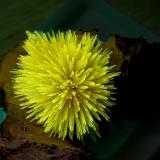 AragonitoLa Serna Quarry (La Tinaja Quarry), La Serna, Pantoja, Comarca La Sagra, Toledo, Castilla-La Mancha, SpainGrupo 2 cm (Autor: Cesar M. Salvan)