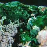 Philipsburgita y Malaquita.Trípoli Mine, Barranco del Cura, Huércal de Almería, Comarca Metropolitana de Almería, Almería, Andalusia, SpainFvo 5 (Autor: Jesus Franquesa Baucells)