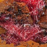 Cuprita variedad chalcotrichita<br />Mina Copper Queen, Queen Hill, Bisbee, Distrito Warren, Montes Mule, Condado Cochise, Arizona, USA<br />cristal principal: 1.1 × 0.4 cm<br /> (Autor: Jordi Fabre)