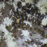 Piromorfita y mottramitaCerro Colorado, Rodalquilar, Níjar, Comarca Metropolitana de Almería, Almería, Andalusia, SpainCampo de visión de  3 mm. (Autor: Antonio Carmona)