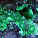 Malachite<br />Wheal Phoenix, Phoenix United Mine, Minions, Linkinhorne, Liskeard District, Cornwall, England / United Kingdom<br />c. 2 x 1,2 cm<br /> (Author: Volkmar Stingl)