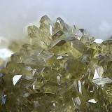 AnapaítaBellver de Cerdanya, Comarca Cerdanya, Lérida / Lleida, Cataluña / Catalunya, EspañaCampo de visión de  3 mm. (Autor: Antonio Carmona)