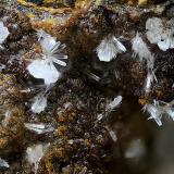 Fluorapatito<br />Mina Elvira, Rocabruna, Bruguers, Gavà, Comarca Baix Llobregat, Barcelona, Cataluña / Catalunya, España<br />Campo de visión de  3 mm.<br /> (Autor: Antonio Carmona)