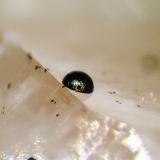 Pseudomalaquita, Cuarzo<br />Grupo Minero San Nicolás (Mina San Nicolás), Valle de la Serena, Comarca La Serena, Badajoz, Extremadura, España<br />Cristal de 1 mm.<br /> (Autor: Antonio P. López)