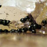 Pseudomalaquita, Goethita, Cuarzo<br />Grupo Minero San Nicolás (Mina San Nicolás), Valle de la Serena, Comarca La Serena, Badajoz, Extremadura, España<br />Campo de visión 2 mm.<br /> (Autor: Antonio P. López)