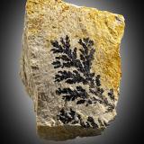 óxidos de hierro o manganeso<br />Mina Mineralogia, El Molar, Comarca Priorat, Tarragona, Cataluña / Catalunya, España<br />5,5 cm x 6,5 cm x 3 cm<br /> (Autor: Pere Alonso)