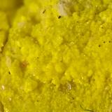 Carnotita<br />Córcoles, Municipio Sacedón, Guadalajara, Castilla-La Mancha, España<br />0.5 cm<br /> (Autor: Cesar M. Salvan)