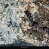 Hematites<br />Mina El Inglés, Los Jarales, Carratraca, Comarca Valle del Guadalhorce, Málaga, Andalucía, España<br />4,5 x 9,5 cm.<br /> (Autor: Felipe Abolafia)