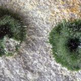 OlivenitaLoma de las Minillas, Fiñana, Municipio Fiñana, Comarca Los Filabres-Tabernas, Almería, Andalucía, EspañaFOV 1.5 cm (Autor: Cesar M. Salvan)