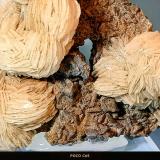 Barita<br />Mina María, Solana del Cabezo de Huércal, Sierra de Enmedio, Almendricos, Lorca, Comarca Alto Guadalentín, Región de Murcia (Murcia), España<br />7,5 x 7 cm.<br /> (Autor: Felipe Abolafia)