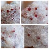 Almandine GarnetNovara di Sicilia, Provincia Messina, Sicilia, Italia1.5/1 mm (Author: mineralenzo)