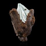 Köttigite<br />Ojuela Mine, Mapimí, Municipio Mapimí, Durango, Mexico<br />5,0	x	7,0	x	2,5	cm<br /> (Author: MIM Museum)
