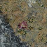 Eritrita<br />Mina Cuesta Alta, Cerro Minado, Huércal-Overa, Comarca Levante Almeriense, Almería, Andalucía, España<br />0.5cm x 0.5cm<br /> (Autor: DPC)