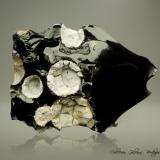 Cristobalita y Fayalita en ObsidianaMonte Chandler, Sweet Home, Condado Linn, Oregon, USA93 x 75 x 49 mm. (Autor: Rafael Galiana)