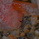 Rhodochrosite, Hübnerite<br />Santa Eulalia District, Municipio Aquiles Serdán, Chihuahua, Mexico<br />4.4 x 3.7 cm<br /> (Author: am mizunaka)