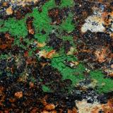 Conicalcita<br />Calicata Dolores, Pastrana, Mazarrón / Águilas, Comarca Alto Guadalentín, Región de Murcia (Murcia), España<br />5cm x 4,5cm<br /> (Autor: DPC)