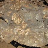 Stromatolite sign in the dolostone. Early life and deep time. (Author: vic rzonca)