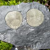 PiritaSparta, Randolph County, Illinois, USA32 x 22 cm (Autor: nerofis2)