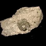 Pyrite in limestone replacing a fossil shell<br />Georgia Quarry, Mitchell, Lawrence County, Indiana, USA<br />the shell is about 3.3 cm<br /> (Author: Bob Harman)