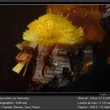 Cacoxenite on Beraunite<br /><br />fov 0.8 mm<br /> (Author: ploum)