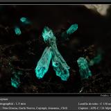 Dioptase<br />Veta Gruesa Mine, Garín Nuevo District, Copiapó Province, Atacama Region, Chile<br />fov 1.5 mm<br /> (Author: ploum)