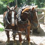 Alice is on the right. They use this team to plow, harrow and haul. (Author: vic rzonca)