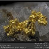 Gold<br />Manhattan, Manhattan District, Nye County, Nevada, USA<br />fov 6.0 mm<br /> (Author: ploum)