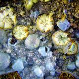 Alofana recubriendo Cuprita y otas mineralizaciones.Cala Mines, Cala, Comarca Sierra de Huelva, Huelva, Andalusia, SpainCampo de visión de 3mm. (Autor: Antonio Carmona)