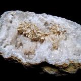 Aragonite on QuartzMonroe County, Indiana, USAoval geode is 12cm x 7cm.    The aragonite sprays range from 1.3cm to 3.5cm (Author: Bob Harman)