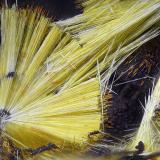 CacoxenitaRotläufchen Mine, Waldgirmes, Wetzlar, Lahn-Dill-Kreis, Gießen Region, Hesse/Hessen, GermanyCampo de visión 2,2 mm. (Autor: Juan Miguel)