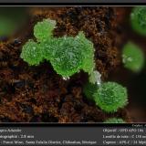 AdamitePotosí Mine, Santo Domingo (Francisco Portillo), Santa Eulalia District, Municipio Aquiles Serdán, Chihuahua, Mexicofov 2.8 mm (Author: ploum)