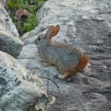 Same as above.  It is seldom that you get the opportunity to get close to these mountain creatures to photograph them.  Talking to them helps:-) (Author: Pierre Joubert)