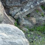 Smith&rsquo;s red rock hare. (Author: Pierre Joubert)