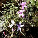 One of my favourite wild flowers; a vine with beautiful flowers. (Author: Pierre Joubert)