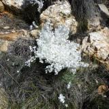 Beautiful flowers.  This type ranges in colours, white, pink, purple. (Author: Pierre Joubert)