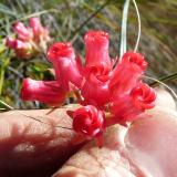 The beautiful, rare flowers that resembles a closed hand. (Author: Pierre Joubert)