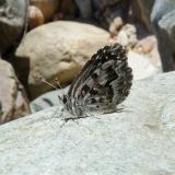 One of the many small butterflies of the Western Cape mountains. (Author: Pierre Joubert)